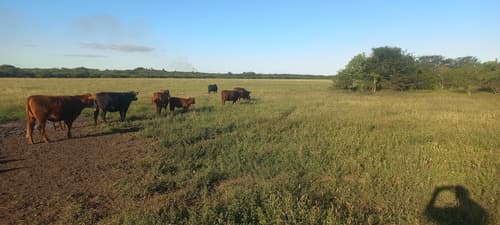 Campo agricola en entre rios 100 hectareas