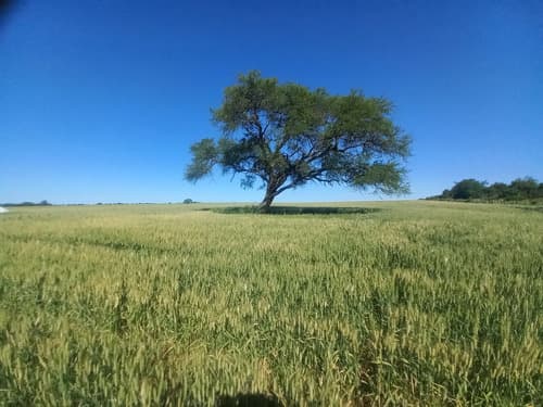 Campo agricola de 195 hectareas entre rios