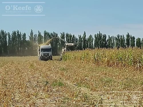 Chacra de 26 has en mendoza gral alvear hoteleria de animales y produccion forrajera