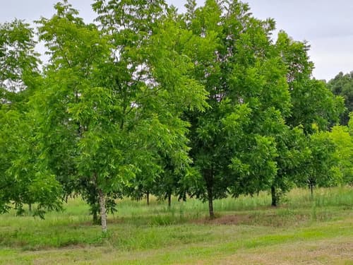 Chacra productiva 1235 pecanes pto yerua concordia entre rios