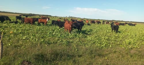 Campo mixto de 360 hectareas en entre rios