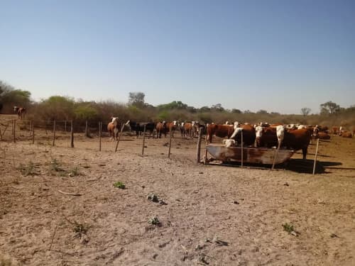 Campo ganadero 7000 hectareas en santiago del estero en Santiago del Estero