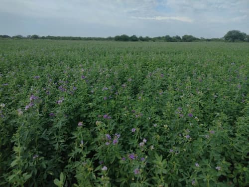 125ha de campo en colonia dora santiago del estero en Santiago del Estero — foto 1