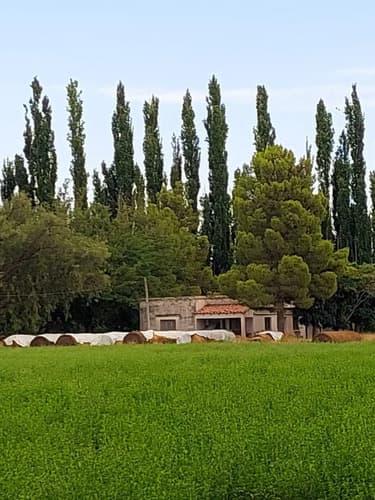 Finca 10 has con casa y galpon en produccion 100 cultivable oportunidad inversion rural g alvear mendoza