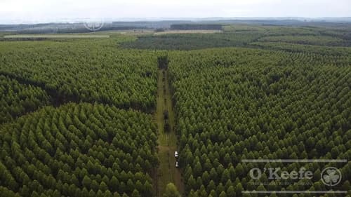Campo en venta de 1017 has forestal mixto 80 aprovechable virasoro corrientes