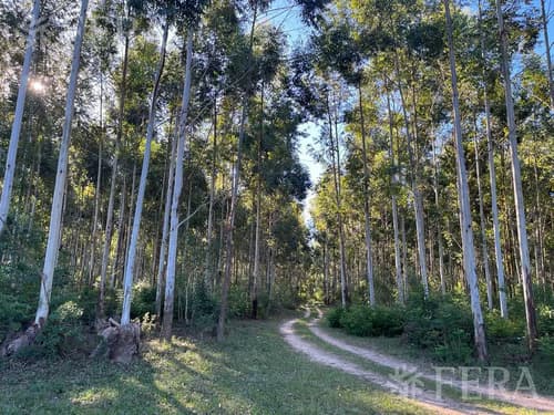 Venta de campo en santa rosa concepcion corrientes