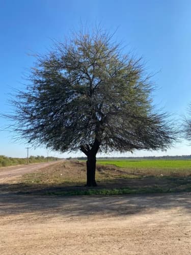 Campo en venta 374 has santiago del estero en Santiago del Estero — foto 1