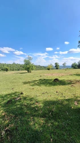 Oportunidad unica en panambi misiones vendo chacra en kilometro 15 panambi misiones a tan solo 1 km de la ruta provincial n 2 8 hectareas y media en un entorno hermoso y tranquilo