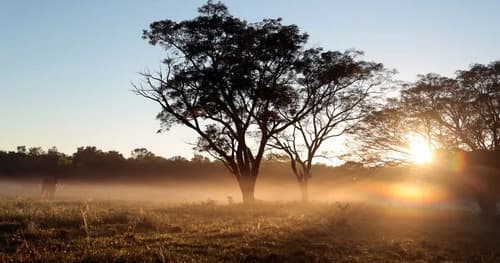 Gran chaco 8000 ha en Santiago del Estero — foto 1