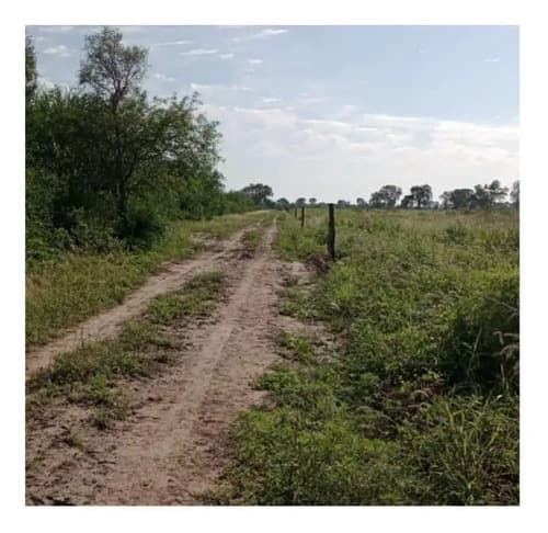 Campo gandero de primer nivel en Santiago del Estero — foto 1