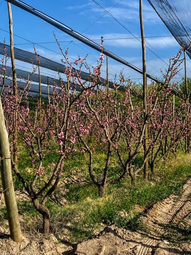 Finca de frutales 14 has durazno ciruela y damasco en produccion con casa san rafael mendoza en San Rafael — foto 1